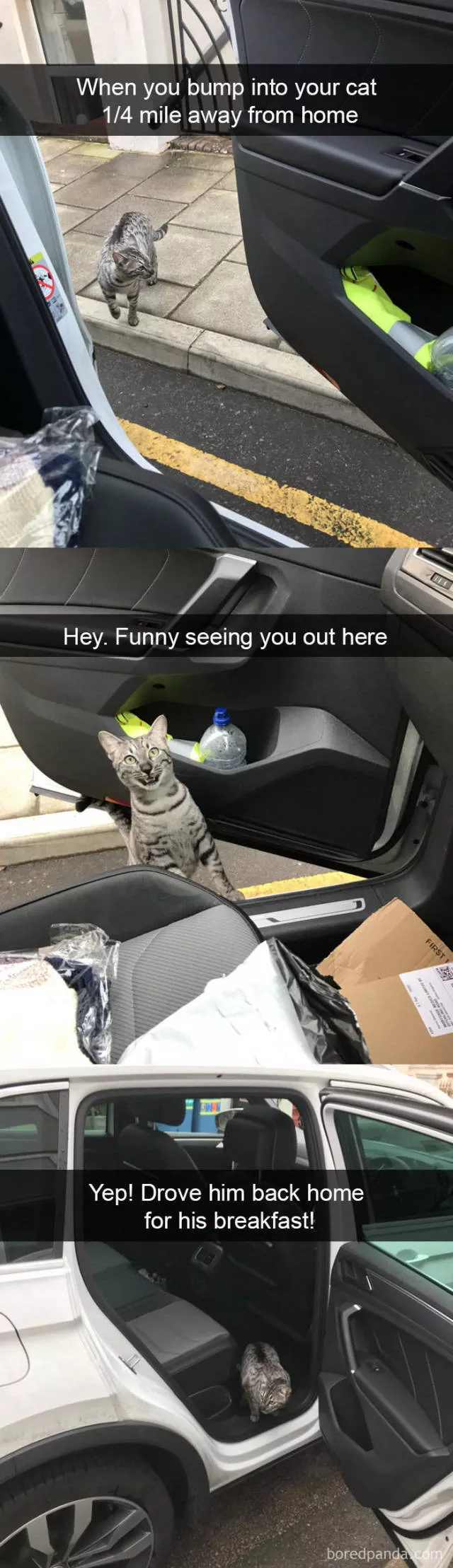 Snapchat for cats
