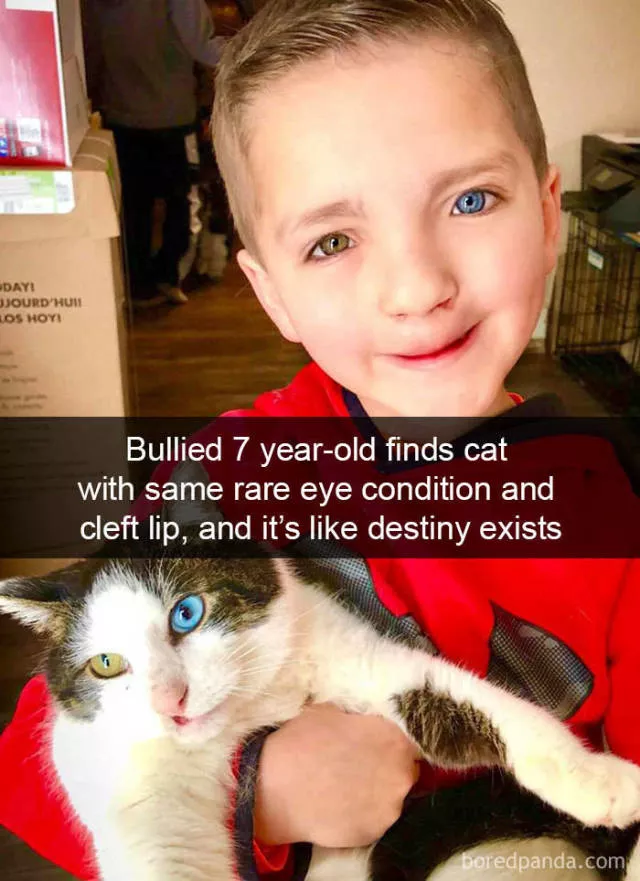 Snapchat for cats - #38 