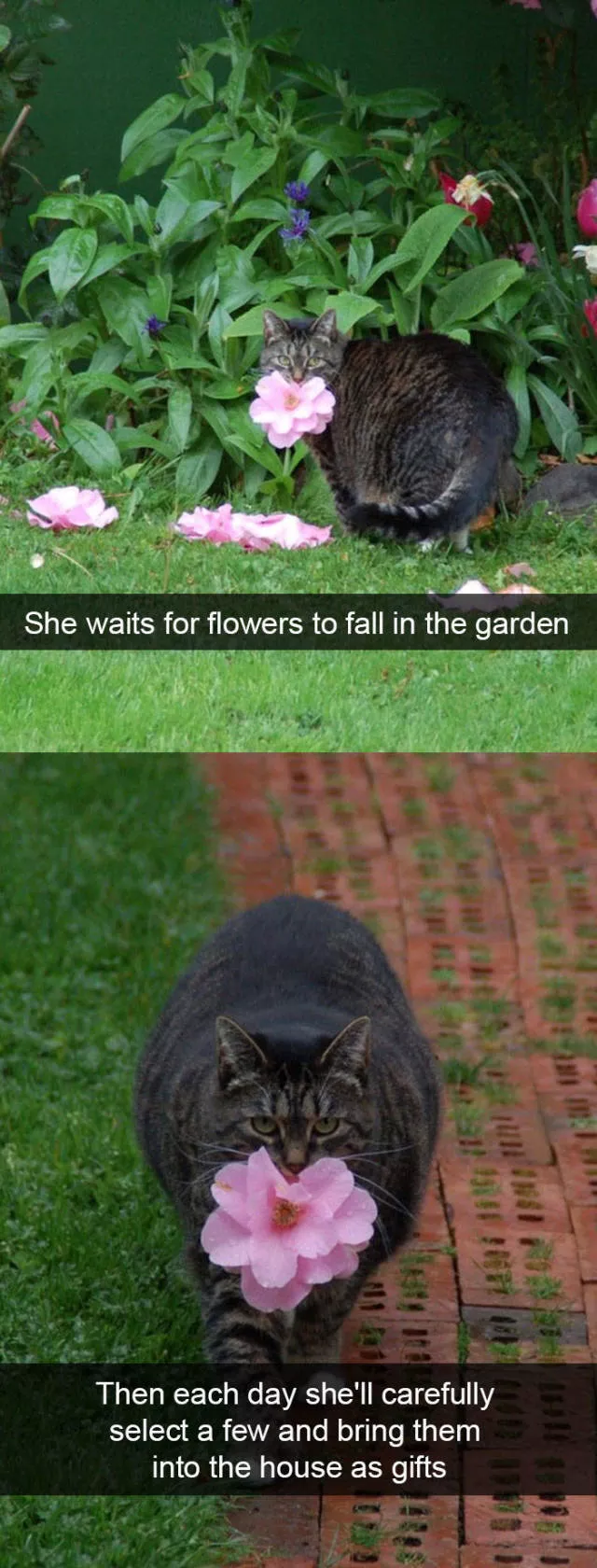 Snapchat for cats - #39 