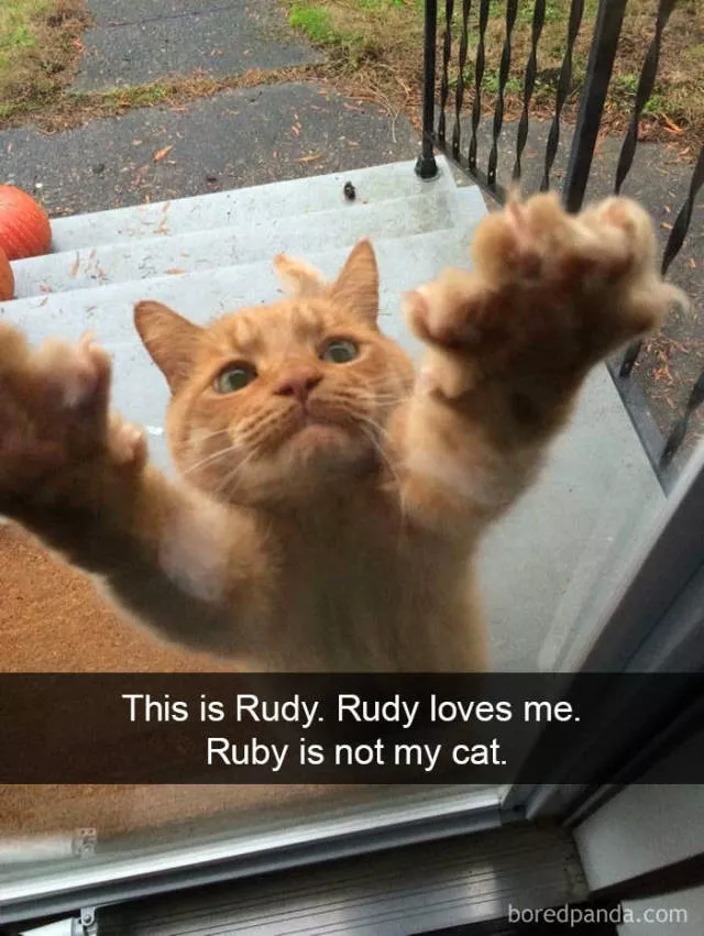 Snapchat for cats - #5 