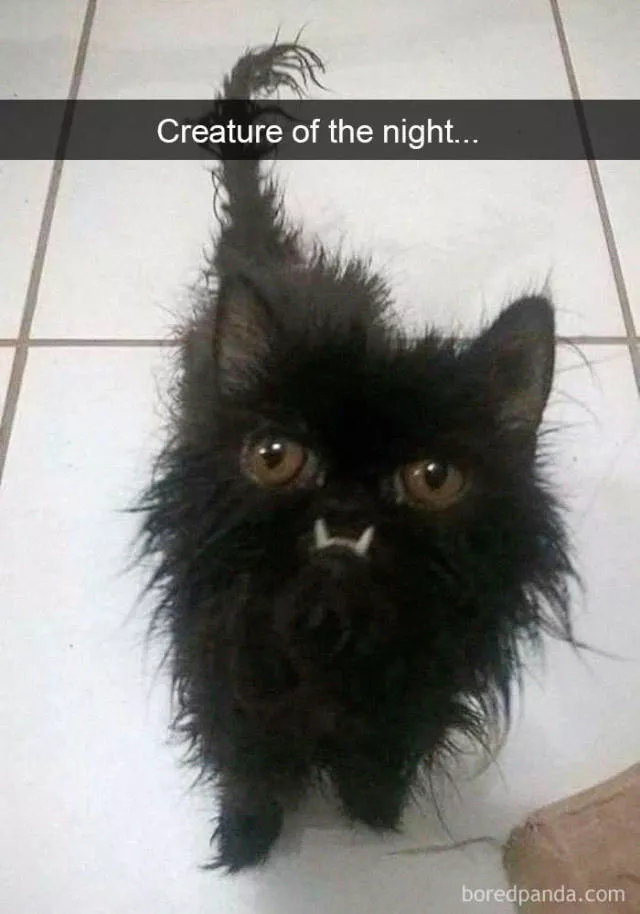 Snapchat for cats
