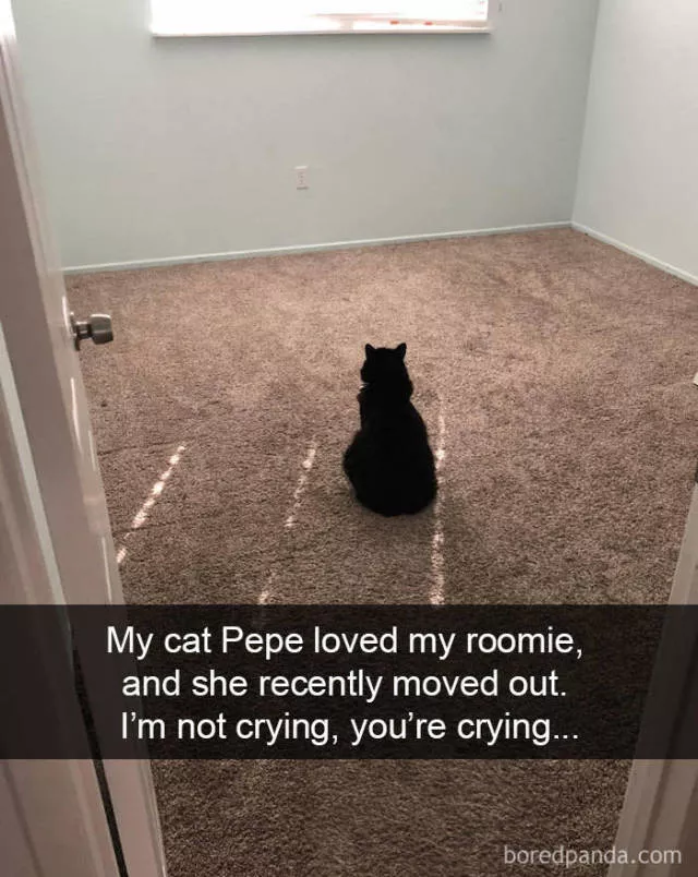 Snapchat for cats - #7 