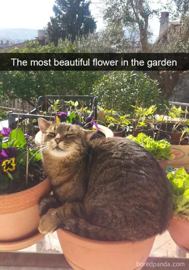 Snapchat for cats - #8 