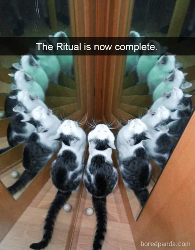 Snapchat for cats - #9 