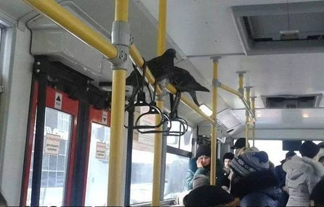 These things in russia is simply normality - #8 