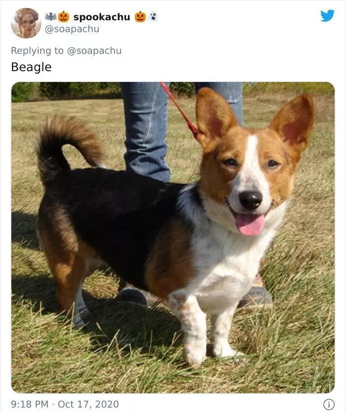 The result when you cross a corgi with another breed - #10 