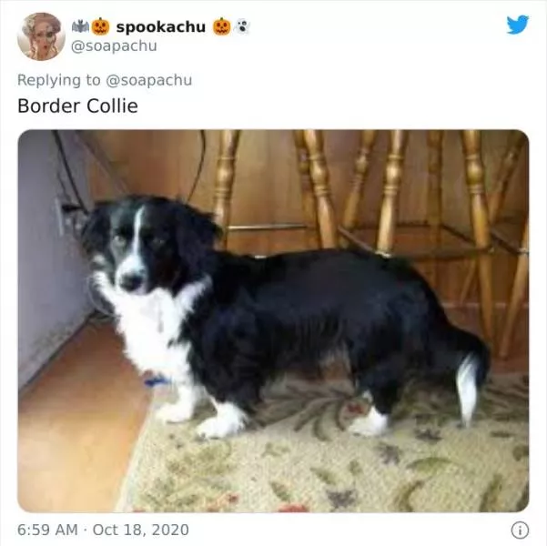 The result when you cross a corgi with another breed - #12 