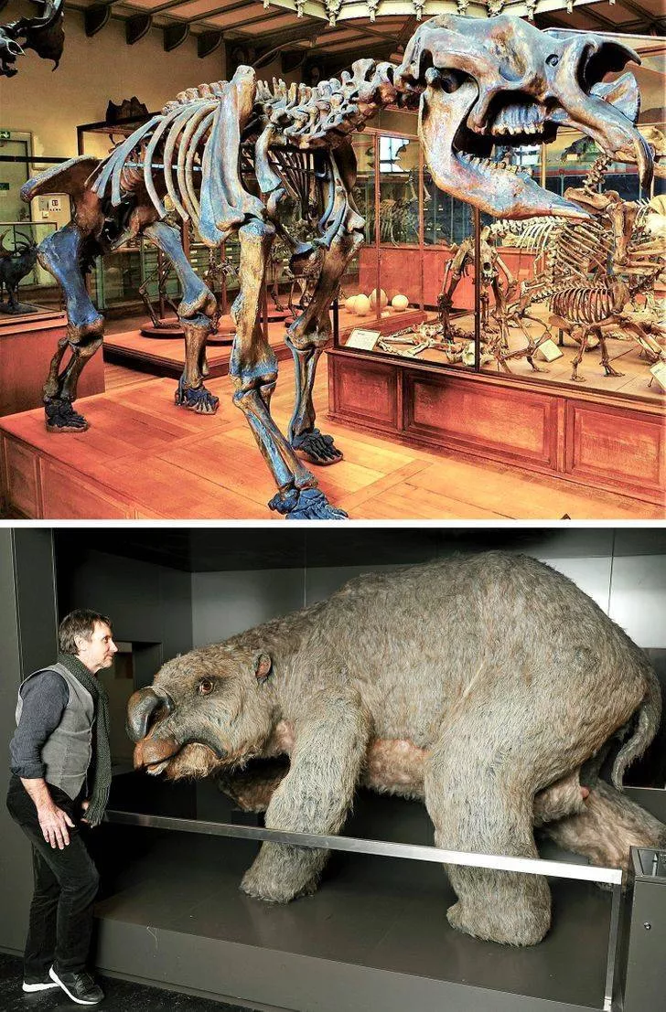 Prehistoric animals - #13 Diprotodon, 1.6 million years