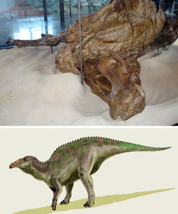 Prehistoric animals - #6 Mummified dinosaur, 66 million years old