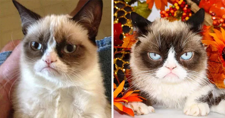 What became of memes heroes now - #3 Grumpy Cat (Tardar Sauce)