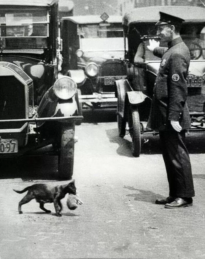 Des anciennes photos trs touchants - #1 Un flic arrête la circulation à New York pour qu'une mère chat puisse traverser.1925