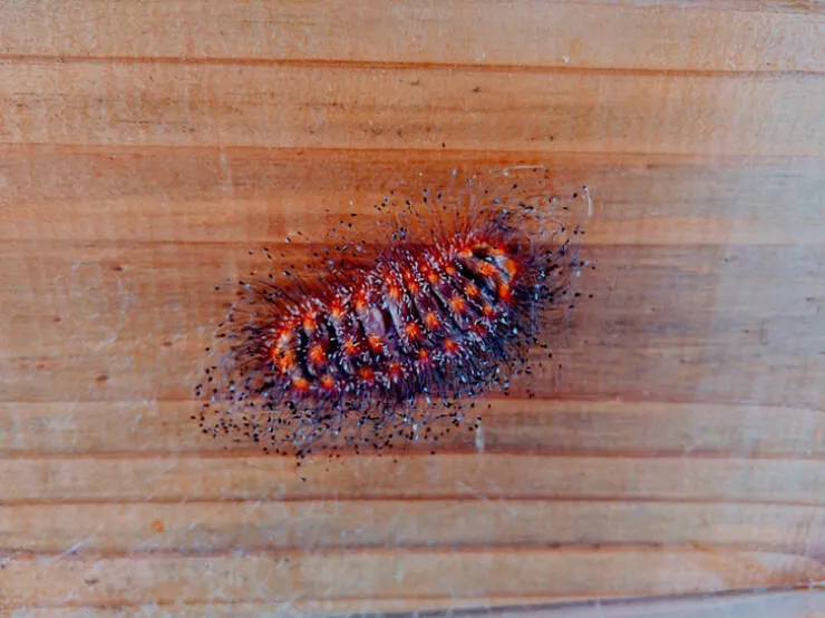 Fascinating things - #39 Caterpillar