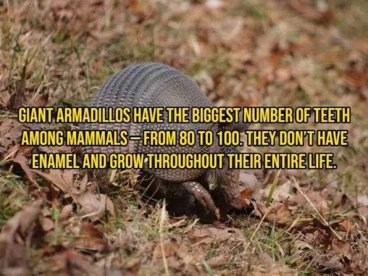 Some facts about animals - #3 