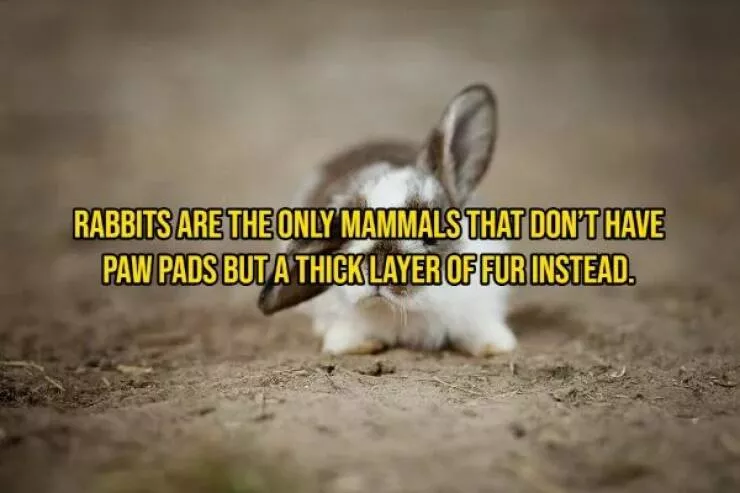 Some facts about animals - #9 