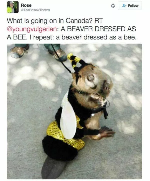 It only happens in canada - #28 