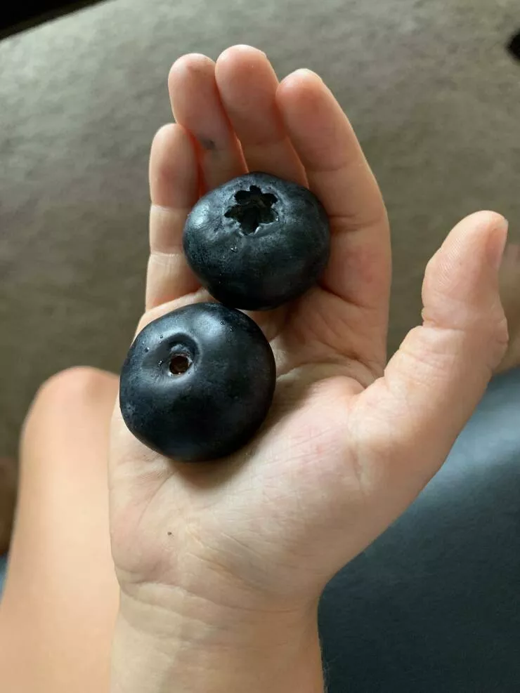 You will be fascinated - #19 Huge blueberries