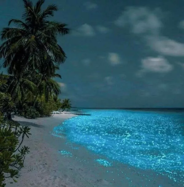 Vous allez tre fascin - #46 Phytoplancton bioluminescent
