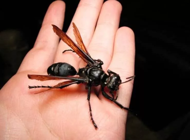 Things you never thought - #12 A wasp whose sting is known as one of the most painful