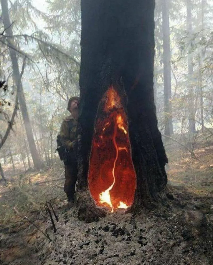 Picdump 766 - #46 The fire inside a tree