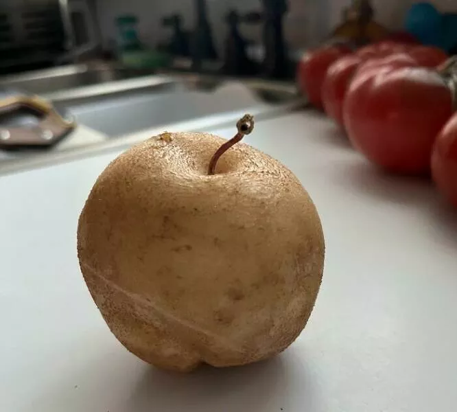 Doubles regards enchants des moments qui exigent un deuxime coup doeil - #17 Cette pomme de terre ressemble à une pomme