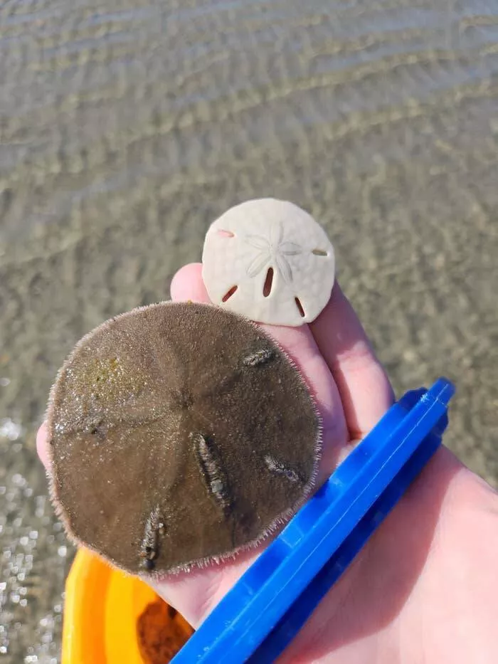 Visual marvels explore a collection of truly fascinating pictures - #20 A comparison between a living sand dollar and a dead one