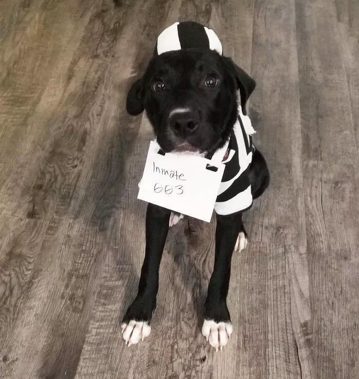 Queens of comedy partners in laughter hilarious girlfriends and wives - #13 We Cannot Keep Any More Dogs, So I Told My Wife Not to Get Attached While We Foster. I've Been Calling Him Inmate #003. Today, She Bought Him This Outfit
