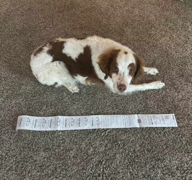 Wonders revealed gaze of discovery - #19 My CVS receipt with only 3 items is longer than my dog.