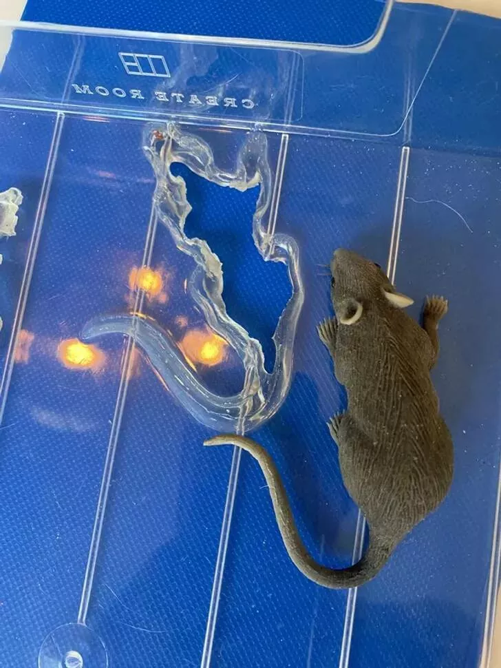 Astonishing discoveries wide eyed moments - #6 Ce faux rat a fondu à travers le plastique d'un tiroir.