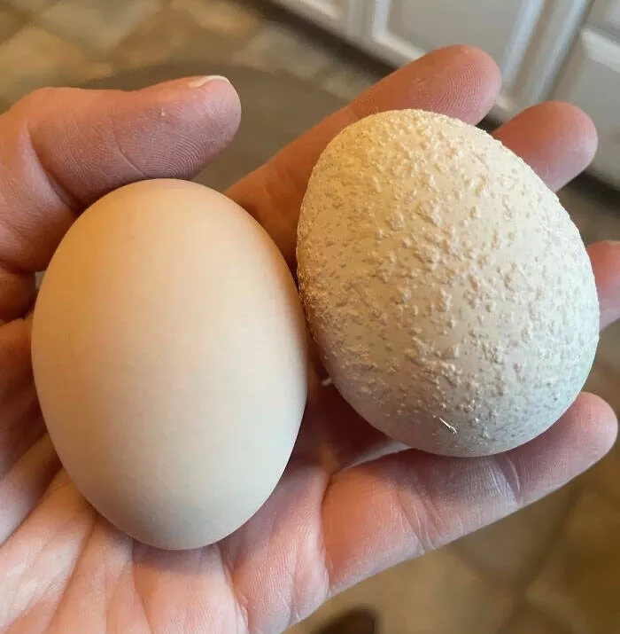 Perspectives dconcertantes photos de comparaison captivantes pour changer votre regard - #13 Cet œuf de l'un de nos poulets de jardin ressemble à un plafond texturé au popcorn