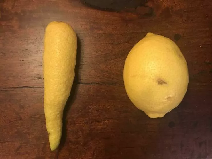 Perspectives dconcertantes photos de comparaison captivantes pour changer votre regard - #16 Ma mère a trouvé un citron de notre arbre en forme de carotte. Citron normal pour comparaison