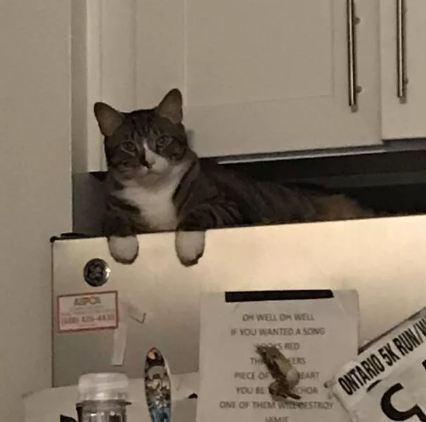 Incredible coincidences beyond belief and undeniably true - #7 My cat's mittens perfectly line up with the top of the fridge.