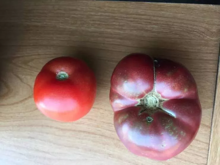 Fascination dvoile captures captivantes dans une galerie de photos vraiment envotantes - #5 Voici à quoi ressemble une tomate moderne à côté d'une tomate cultivée avec des graines vieilles de 150 ans :
