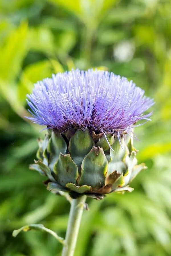 Fascination unleashed captivating captures in a gallery of truly mesmerizing photos - #9 Artichokes can be beautiful if you let them bloom:
