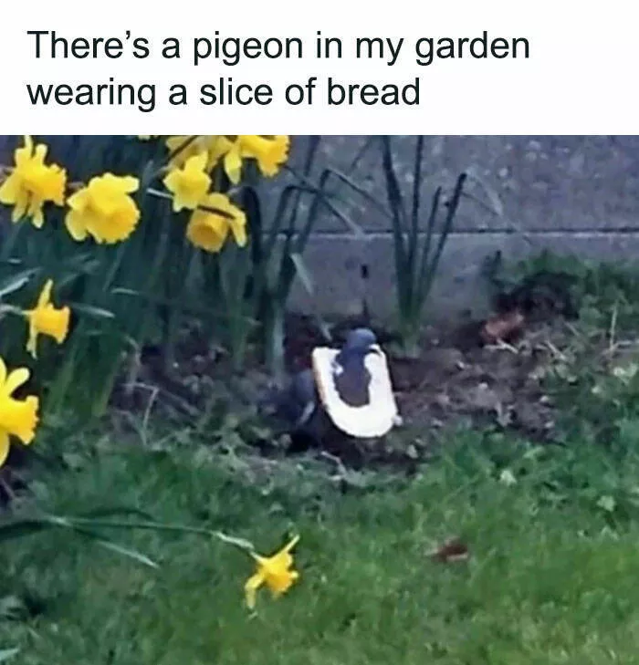 Feathered humor chirp worthy chuckles in the best bird memes - #10 