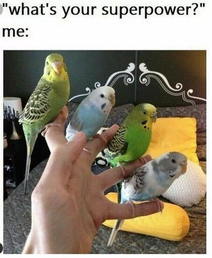 Feathered humor chirp worthy chuckles in the best bird memes - #18 