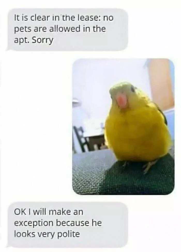 Feathered humor chirp worthy chuckles in the best bird memes - #19 