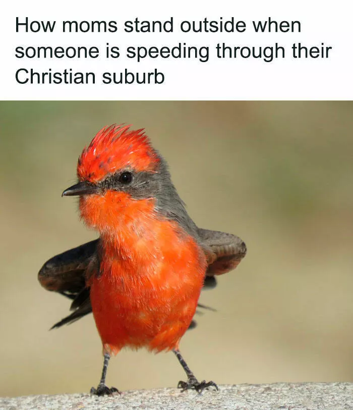 Feathered humor chirp worthy chuckles in the best bird memes - #20 