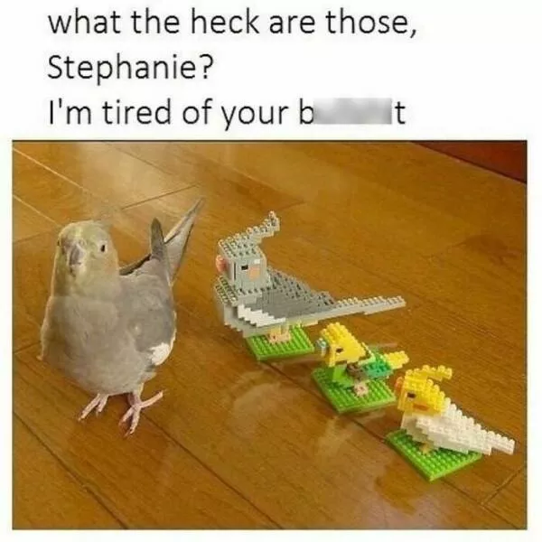 Feathered humor chirp worthy chuckles in the best bird memes - #8 