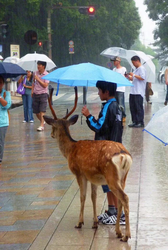 Japan unveiled exploring the uniqueness of a fascinating country - #5 At Nara, This Morning In The Rain, I Saw This Kid Sharing His Umbrella With A Deer. It Melted My Heart