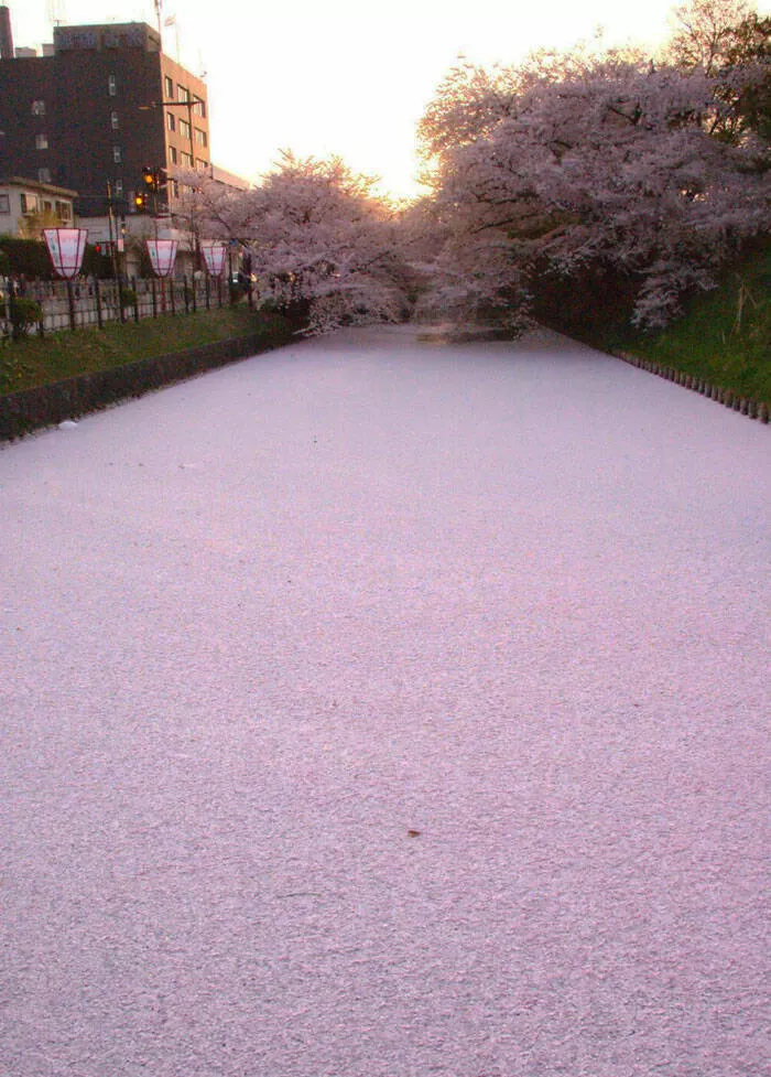 Japan unveiled exploring the uniqueness of a fascinating country - #6 River In Japan Filled With Cherry Blossom Petals