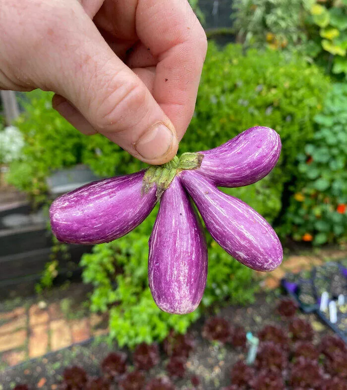 Floral wonders unveiling the unique evolution of fasciated flora - #1 Fairy Tale Eggplant