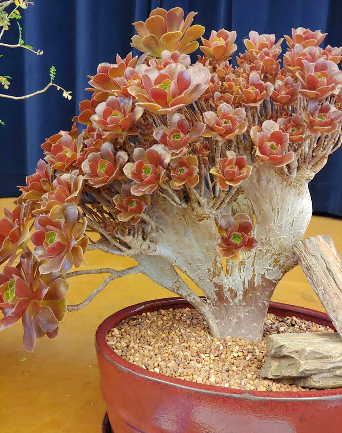 Floral wonders unveiling the unique evolution of fasciated flora - #16 Astonishing Crested Aeonium