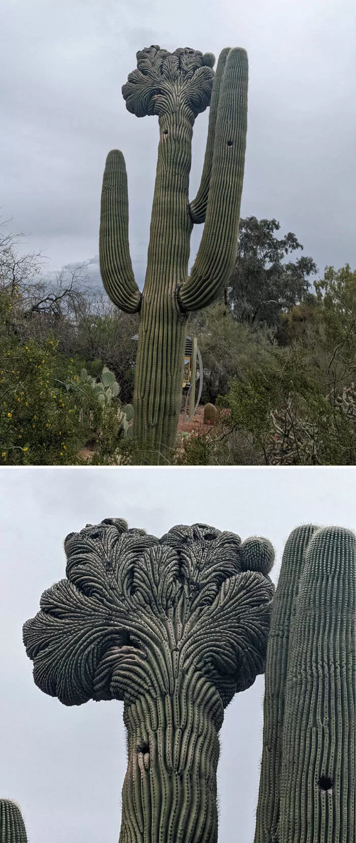 Floral wonders unveiling the unique evolution of fasciated flora - #6 Fasciated Saguaro Specimen