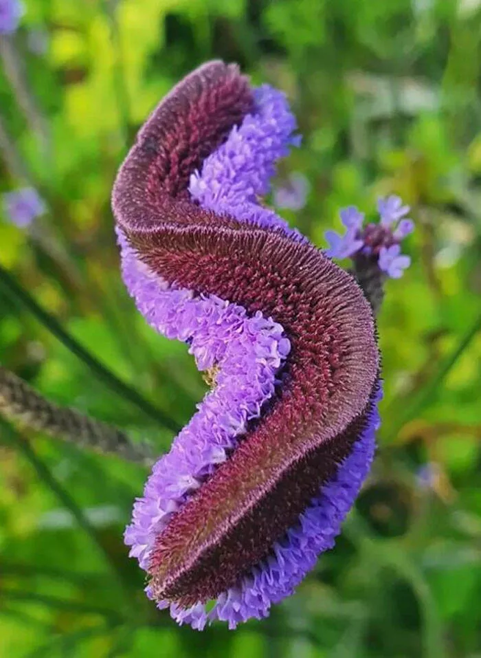 Floral wonders unveiling the unique evolution of fasciated flora - #7 Intriguing Verbena at Gravetye Manor