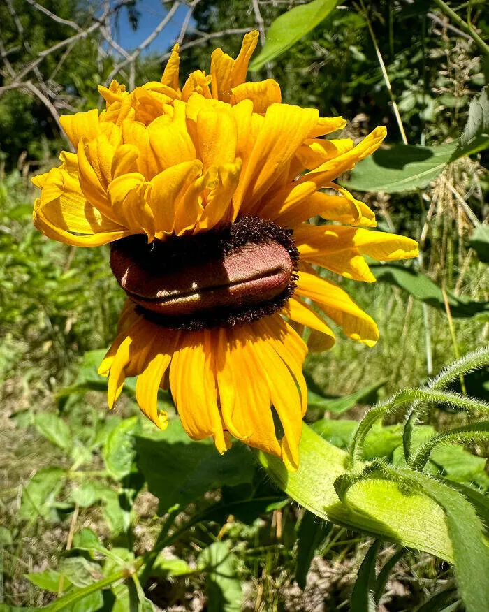 Floral wonders unveiling the unique evolution of fasciated flora - #9 Mutant Black-Eyed Susan