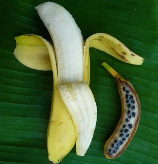 Captivating visual delights images that mesmerize and inspire - #10 This is what a modern-day banana looks like next to a wild, pre-domesticated banana that used to be much more prevalent