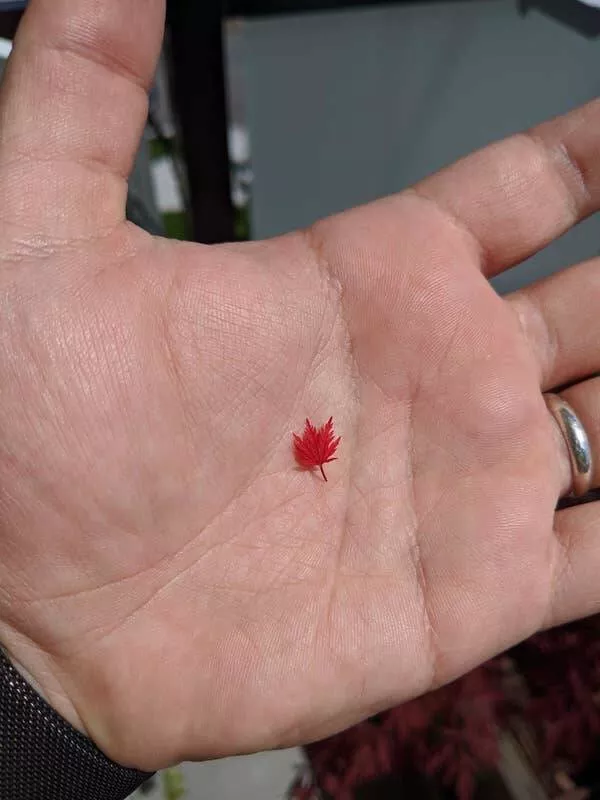 Captivating visual delights images that mesmerize and inspire - #6 Maple leaves? MAPLE LEAVES? Oh yeah, they can be very, very tiny