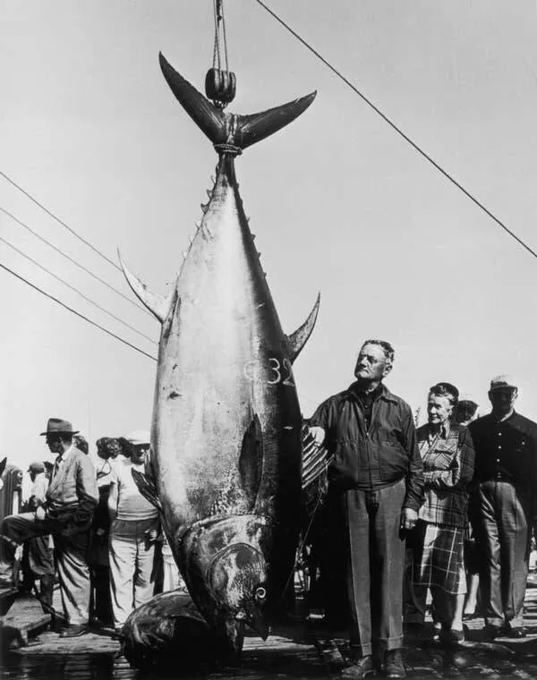 Captivating visual delights images that mesmerize and inspire - #7 While we're talking about big things, here's a fisherman with a giant tuna he caught off the coast of Nova Scotia