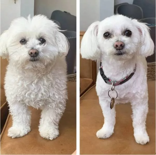 Visual metamorphosis engaging before and after snapshots that mesmerize - #17 And a dog before and after grooming: