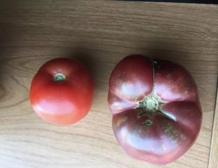 Transformations visuelles captivantes avant aprs en images - #2 Une tomate moderne à côté d'une tomate cultivée à partir de graines datant de 150 ans :